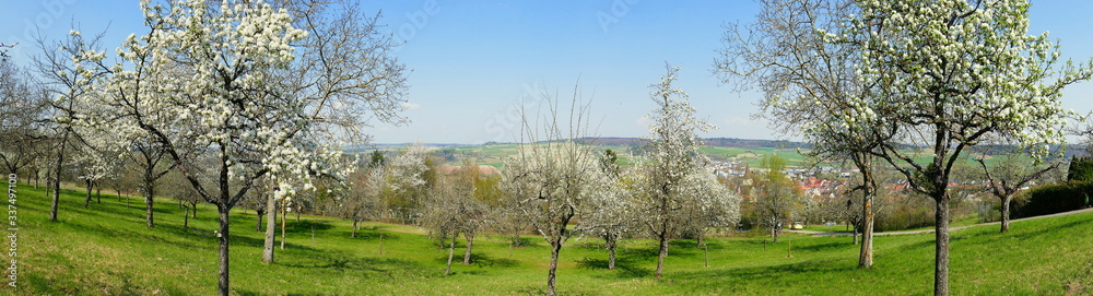 weites Panorama einer Wiese mit blühenden Obstbäumen unter blauem Himmel weites Panorama einer Wiese mit blühenden Obstbäumen unter blauem Himmel