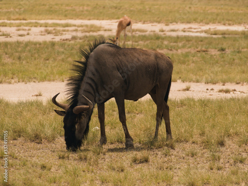 wildebeest in the savannah © Antonio