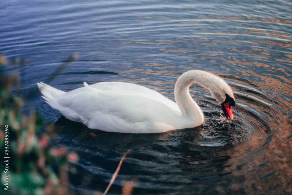 A Swan at Sunset A Swan at Sunset