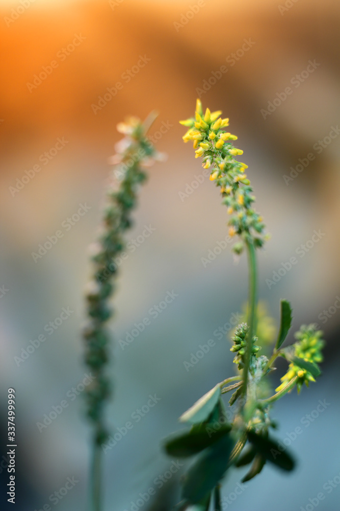 flower at dawn flower at dawn