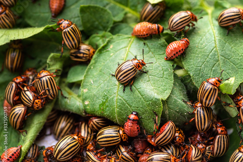 potato beetle on a light background.Many Colorado potato beetle. photo