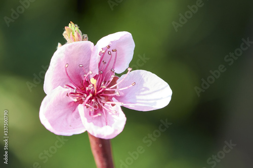 Canvastavla Sweet pink flower blooming peach in the spring garden