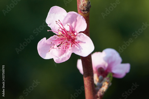 Canvastavla Sweet pink flowers blooming peach in the spring garden