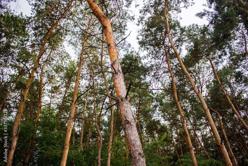 Fototapeta premium Tall trees with dried branches. Foliage mostly on the top. Picture taken from below.