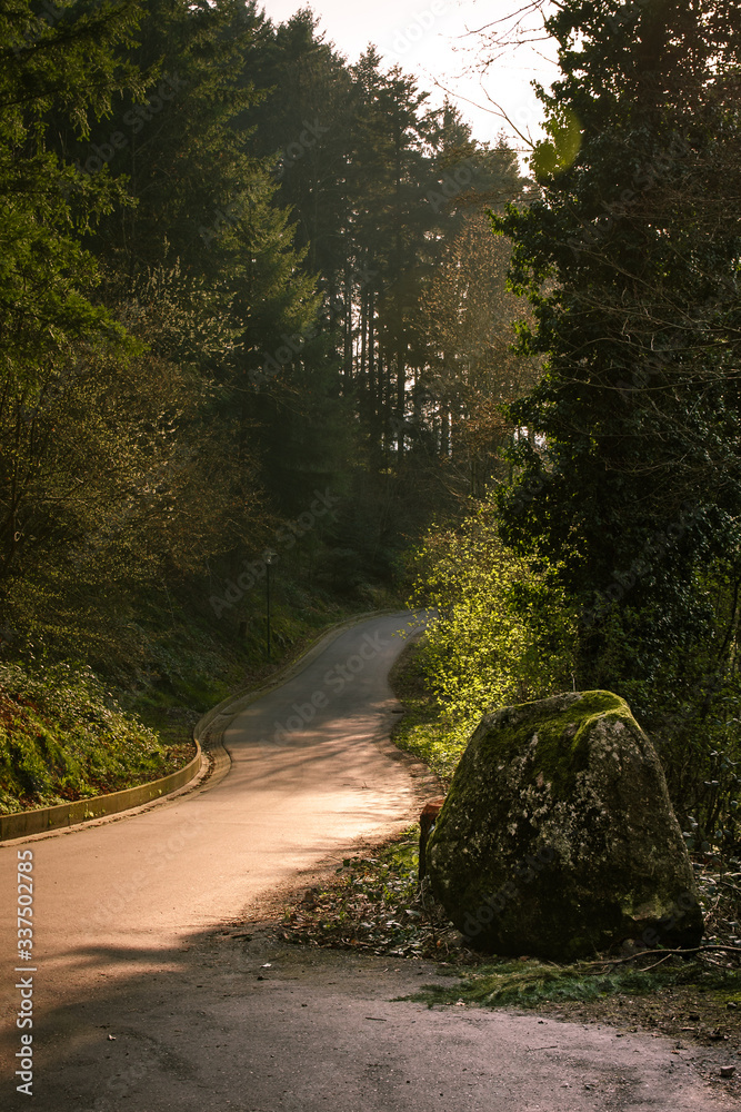 Fototapeta premium Droga podczas porannego spaceru