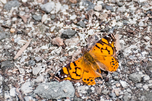Painted Lady (Vanessa cardui) butterfly resting on a gravel road, San Francisco Bay Area, California
