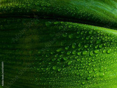 Large beautiful shiny drops of transparent water on a macro of a large green leaf. Drops shine from the sunlight falling on them. Natural green background with leaf texture.
