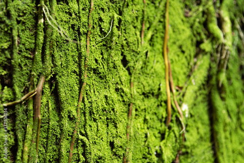Close up green moss on tree trunk, background texture.