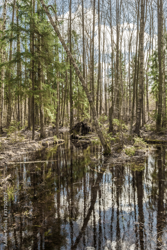 Forest swamp with fallen trees with moss and dry grass. Beautiful landscape with a river in the forest. Fallen branches of trees in the river.