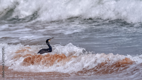 Cormorant in heavy suft heading out to sea from the shore photo