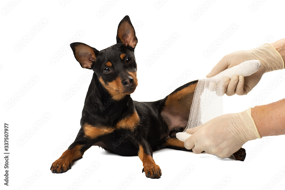 A dog's leg is bandaged in a Studio on a white background