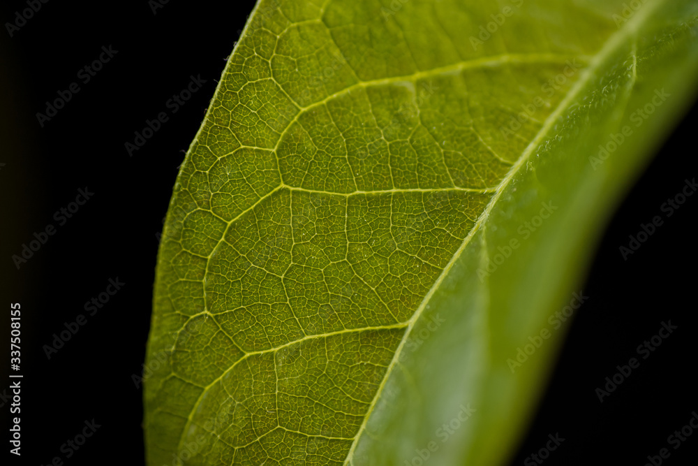 avocado, macro avocado, macro