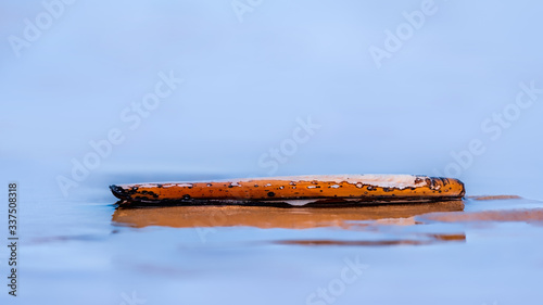 Razor shell washed up on a beach being washed by gentle surf with reflections in the water against a background of pale blue ocean photo