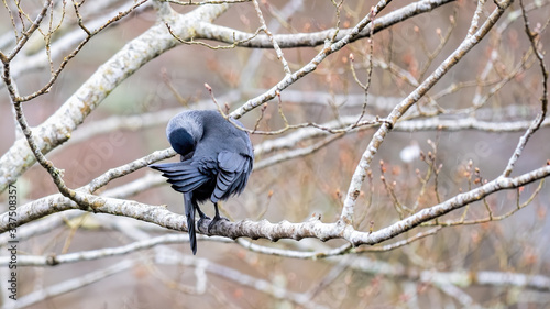 Photos Jackdaw preening itself in light rain perched on a branch with spring buds and s