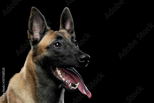 Portrait of a Malinois dog with a tongue on a black background