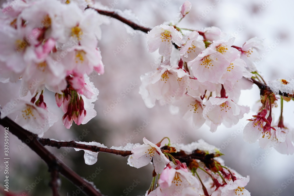 さくら 桜 雪 桜と雪 降る 春 花 さくら 桜 雪 桜と雪 降る 春 花