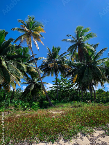 Exotic coconut palm trees on Saona island in Dominican Republic