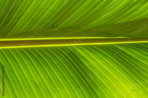 Banana leaf background against backlight