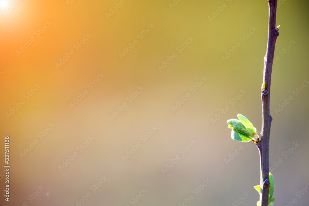 natural spring close up background with selective focus natural spring close up background with selective focus