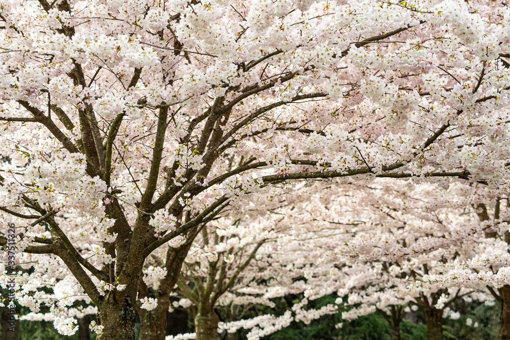 couple cherry trees in the park filled with blooming pink cherry flowers couple cherry trees in the park filled with blooming pink cherry flowers