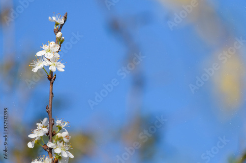 Spring blossoming white pink cherry tree background