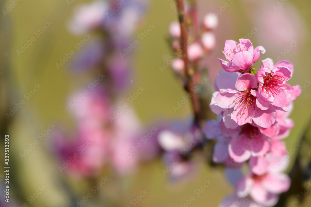 Spring blossoming violet pink peach tree background Spring blossoming violet pink peach tree background