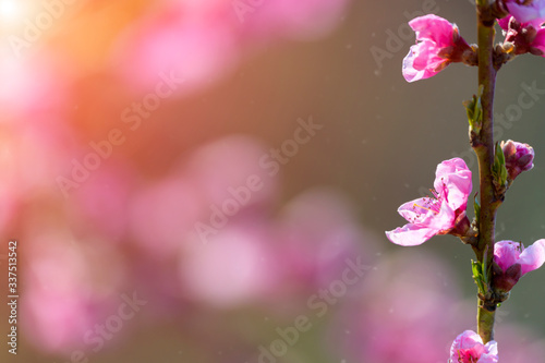Spring blossoming violet pink peach tree background © tomaspic