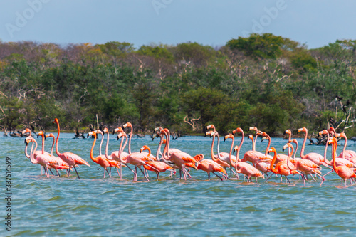 a group of wild Flamingos in a lake. Colombia