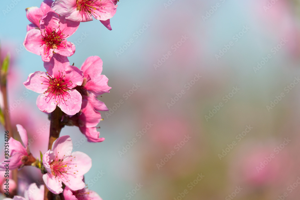Obraz premium Spring blossoming violet pink peach tree background