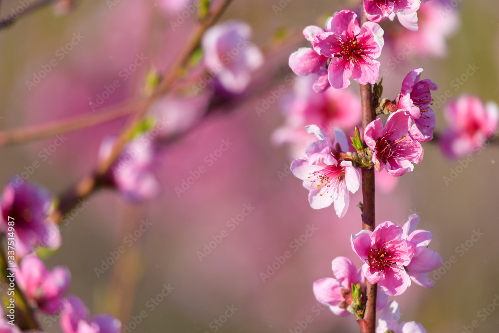 Spring blossoming violet pink peach tree background