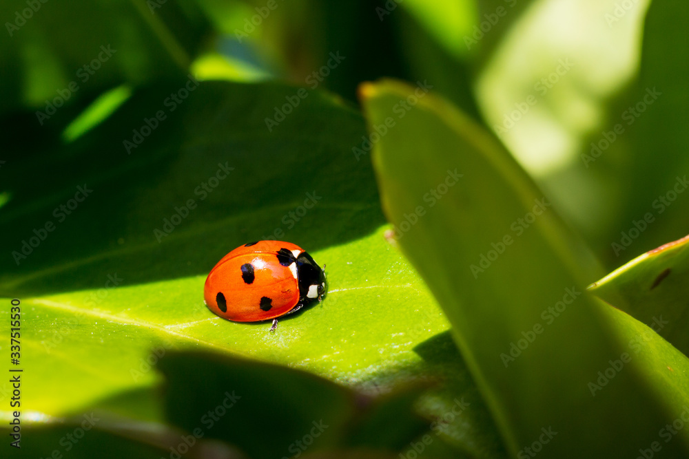 Orange Ladybird on a green leaf in the spring sunshine Orange Ladybird on a green leaf in the spring sunshine