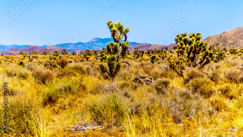 Joshua Trees in the semi desert landscape along the Great Basin Highway, Nevada SR 95, between Panaca and Area 51 in Nevada, United States photo