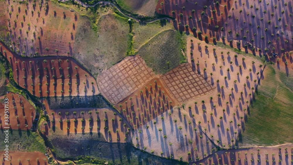 Aerial view from a drone of olive and cereal fields in the province of Toledo, Autonomous Community of Castilla La Mancha, Spain, Europe