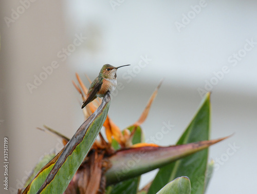 Allen's Hummingbird Female perched on Bird of Paradise plant in a suburban garden. . photo