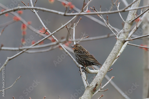 Female Red-winged Blackbird perched in a tree with newly emerging spring buds. 