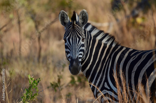 A zebra in Kruger National Park  South Africa
