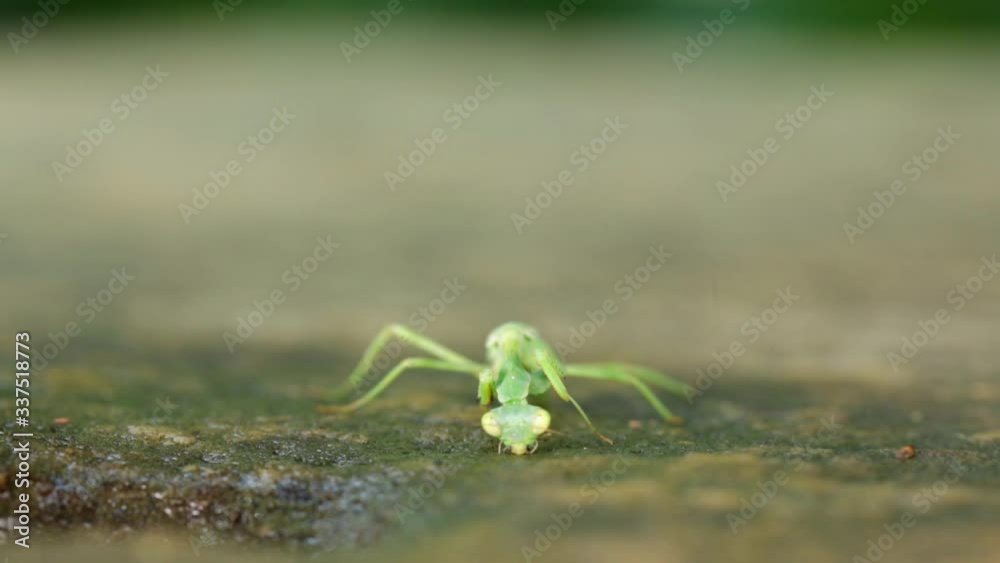Mid shot of a praying mantis eating or drinking water on the floor Mid shot of a praying mantis eating or drinking water on the floor