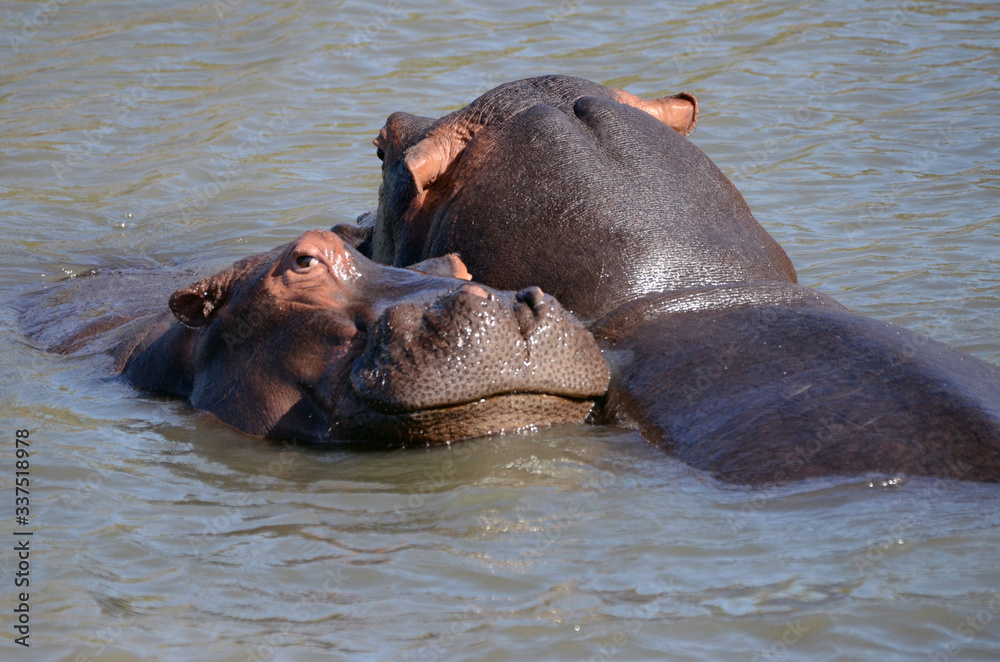Hippos in the river - South Africa