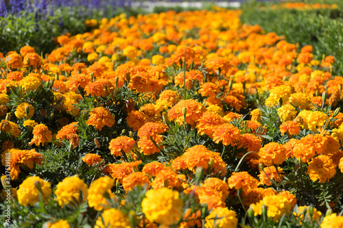 nice group of yellow flowers © carlosmoyo
