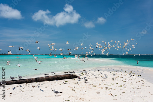 Fotografie Tropical white beach in Cayo Cransky  with a group of flying seagulls (Los Roques Archipelago, Venezuela)
