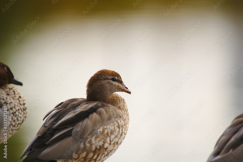 Fototapeta premium A duck looking out into a lake