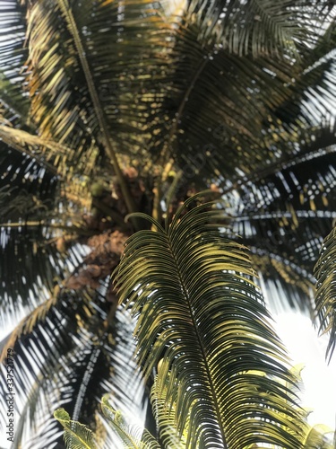palm tree in dubai