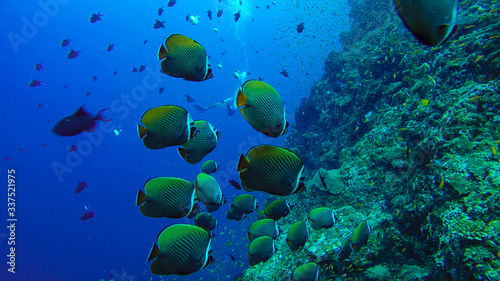 Bank of butterfly fish swimming on the coral reef, in Pulau Weh, Sumatra, Indonesia. photo