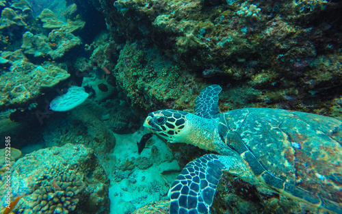 A hawksbill turtle, Eretmochelys imbricata, swiming over the coral reef in Sumatra, Pulau Weh, Indonesia. © David