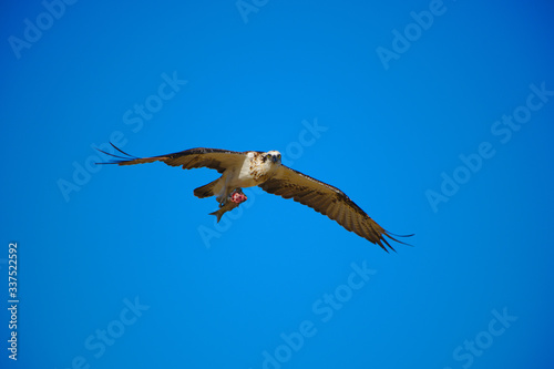 An osprey flying with a fish
