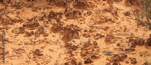 Close-up of biological soil crust along Mesa Arch Trail in Canyonlands National Park (Island In The Sky District), Utah