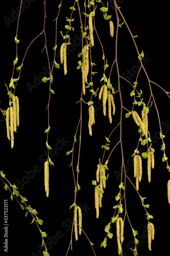 Young sprigs of birch with leaves and earrings, on black background