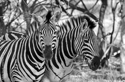 Fototapeta Naklejka Na Ścianę i Meble -  Zebras in a wildlife park in South Africa