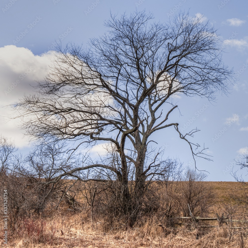 dead tree and fence in the middle of nowhere