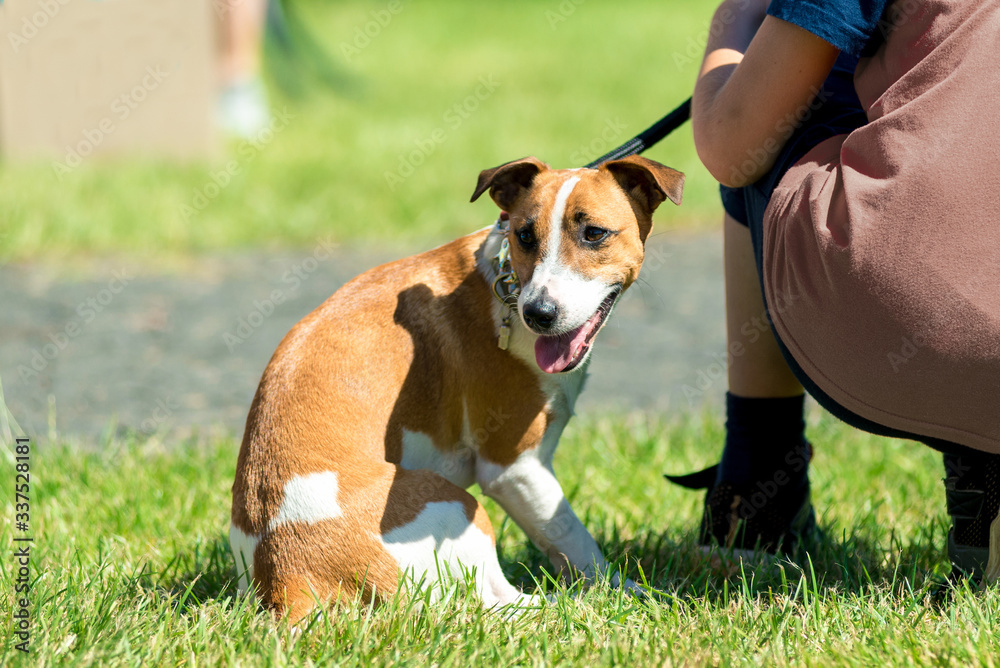 little beautiful dog Jack Russell in a fancy dress. horizontal frame